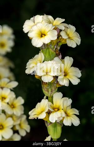 Gros plan de fleurs de Sisyrinchium striatum sur fond noir. Banque D'Images