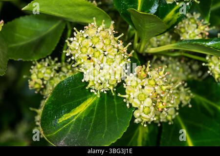 Gros plan sur Euonymus japonicus. Banque D'Images