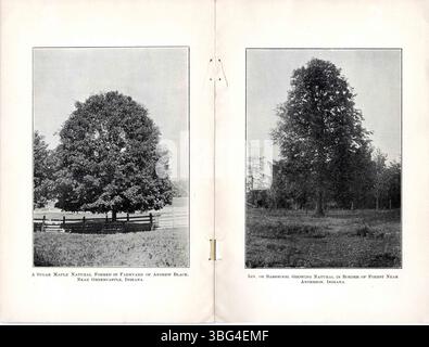Le programme de la Journée de l'arbre et de l'oiseau de 1902 offre des détails sur les origines de la Journée de l'arbre et de l'oiseau, y compris des articles informatifs, de la poésie et des directives pour planter des arbres. Il met également en valeur les arbres et les oiseaux indigènes de l'Indiana. Banque D'Images