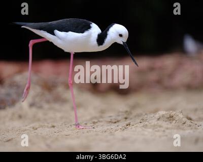 Debonair élégant pilotis à ailes noires d'une beauté exceptionnelle. Banque D'Images
