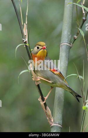 Leiothrix à bec rouge (Leiothrix lutea), portrait vertical d'un adulte célibataire en bambou, village de Tanshi, province occidentale du Sichuan, Chine Banque D'Images