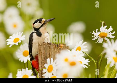 Grand pic tacheté Dendrocopos major, mâle adulte perché sur souche parmi Oxeye Daisy Leucanthemum vulgare, fleurs, Suffolk, Angleterre, juin Banque D'Images