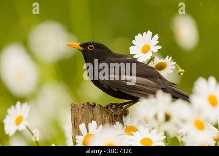 Oiseau noir commun Turdus merula, mâle adulte perché sur moignon chez Oxeye Daisy Leucanthemum vulgare, fleurs, Suffolk, Angleterre, juin Banque D'Images