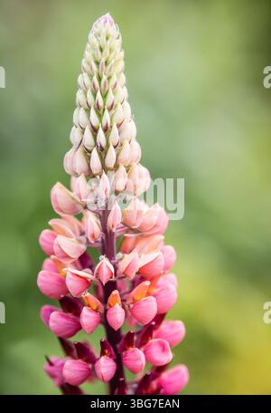 Lupins dans les bordures florales des jardins de Rousham dans l'Oxfordshire Banque D'Images