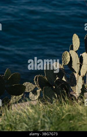 Le cactus luxuriant de barbarie prospère sur la côte, surplombant les eaux bleues tranquilles Banque D'Images