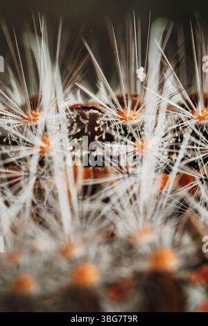 Chenille d'une teigne noire trouvée à Oxley Creek Common, Brisbane. Banque D'Images