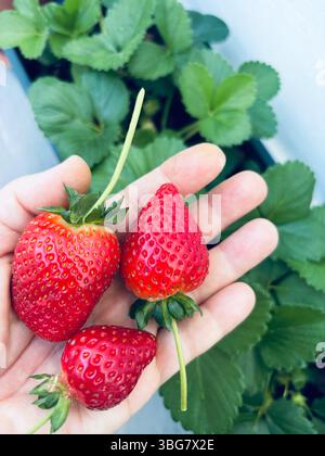 Main tenant trois fraises cultivées dans des pots dans le balcon. Concept de jardinage à la maison. Nourriture saine. Directement au-dessus. Banque D'Images