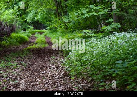 Paille de lit également connu sous le nom de bois doux (Galium odoratum) avec de petites fleurs blanches et des feuilles vertes tourbillonnées dans une forêt ombragée au printemps Banque D'Images