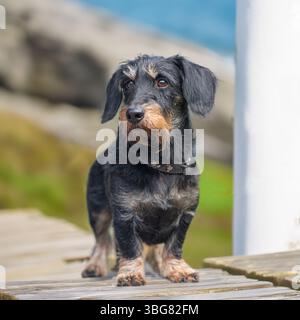 Teckel poil dur miniature Banque D'Images