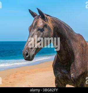 beau cheval sur une plage Banque D'Images