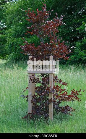 hêtre en cuivre dans le cadre de protection en bois, earlham park, norwich, norfolk, angleterre Banque D'Images