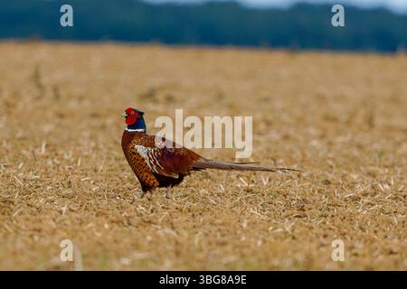 Faisan debout dans un champ récolté avec un fond forestier flou. Le faisan commun (Phasianus colchicus), faisan à col annulaire, ou Blue-HE Banque D'Images