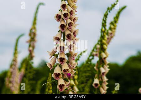 Gros plan d'une grande plante foxglove avec des fleurs blanches et violettes en forme de cloche dans un champ. Banque D'Images