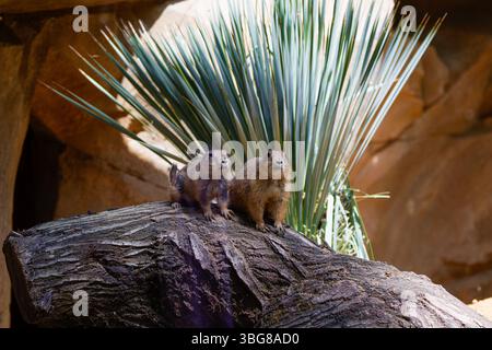 Deux marmottes assis sur un grand rocher avec des plantes vertes épaisses en arrière-plan. La suricate (Suricata suricatta) ou suricate est une petite mangouste trouvée Banque D'Images