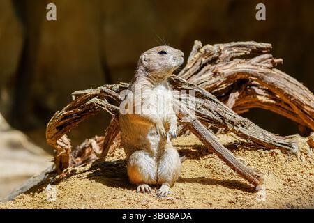 Un chien de prairie se tient vigilant sur un monticule sablonneux avec des branches tordues en arrière-plan. La suricate (Suricata suricatta) ou suricate est une petite mangouste Banque D'Images