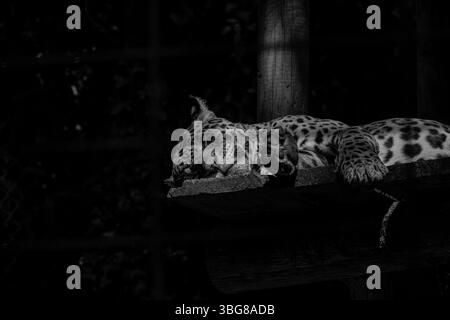Un léopard repose paisiblement sur une plate-forme en bois dans un environnement sombre et ombragé. Le jaguar (Panthera ONCA) est une grande espèce de chat et le seul vivant Banque D'Images