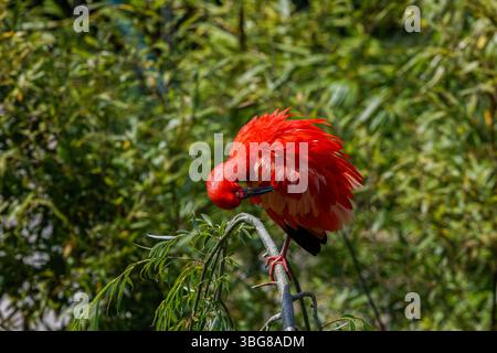 Un ibis aux couleurs vives et écarlate qui arbore ses plumes sur une branche au milieu d'une végétation luxuriante. L'ibis écarlate, parfois appelé ibis rouge (Eudocimus ruber), est une spe Banque D'Images