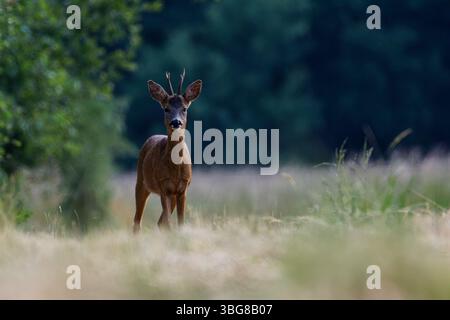 Un jeune cerf debout dans un champ herbeux, entouré d'arbres. Le cerf a de petits bois et regarde curieusement le spectateur. L'arrière-plan est doucement b Banque D'Images