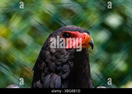 Gros plan d'un aigle bateleur avec un visage rouge vif et un bec pointu sur un fond vert flou. Le bateleur, Terathopius ecaudatus), également connu Banque D'Images