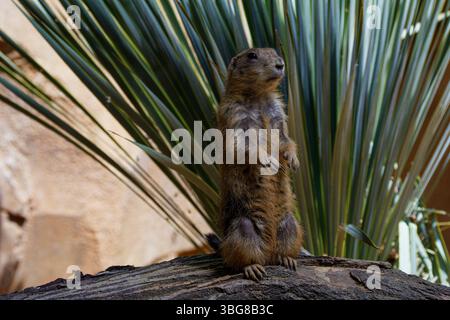 Un chien de prairie se tient alerte sur un rocher avec une plante du désert en arrière-plan. La suricate (Suricata suricatta) ou suricate est une petite mangouste trouvée dans Banque D'Images