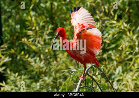 Un ibis rouge éclatant aux ailes déployées perchées sur une branche au feuillage vert luxuriant. L'ibis écarlate, parfois appelé ibis rouge (Eudocimus Banque D'Images