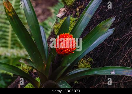 Une fleur broméliade rouge éclatante avec des feuilles vertes luxuriantes poussant sur un tronc d'arbre, entourée de mousse et de fougères dans un cadre naturel. Banque D'Images