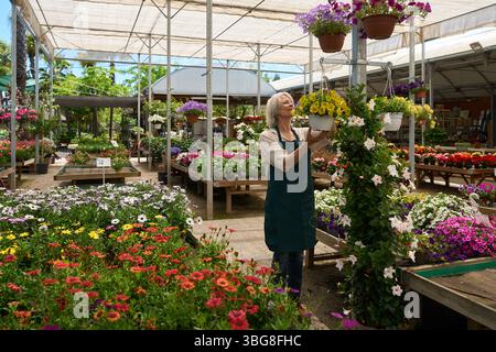 Jardinier accrochant des pots de fleurs dans la serre pleine de fleurs colorées Banque D'Images