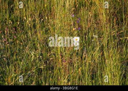 Marguerite en fleurs dans une prairie d'été sauvage pleine de hautes herbes et de fleurs naturelles Banque D'Images