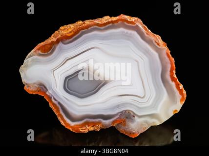 Pierre précieuse d'agate polie coupée en gros plan sur fond noir. Section transversale de gemme avec surface lisse, motif rayé gris blanc et bordure rouillée audacieuse. Banque D'Images