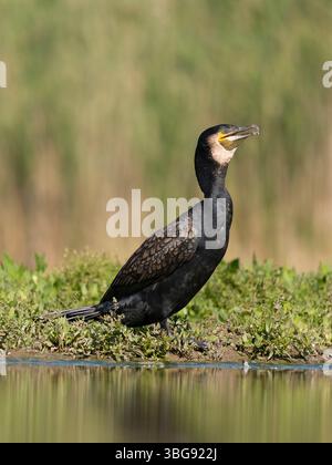 Grand cormoran, Phalacrocorax carbo, oiseau unique par eau, Hongrie, mai 2025 Banque D'Images