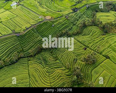 Vue aérienne par drone de rizières exotiques en terrasses dans le village de Jatiluwih, Tabanan, Bali, Indonésie Banque D'Images