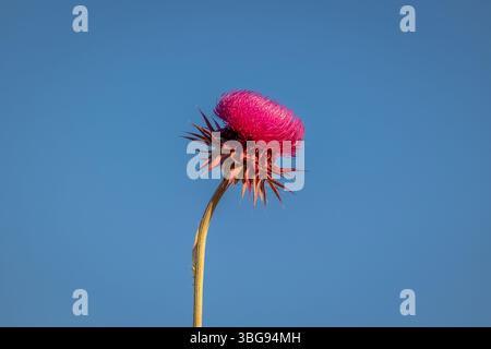 Gros plan d'une fleur de chardon Marie sur un fond de ciel bleu. Produit superalimentaire naturel et biologique à base de fleurs sauvages. Banque D'Images