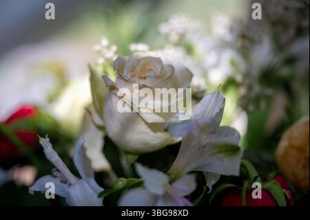 roses blanches en fleurs en été Banque D'Images