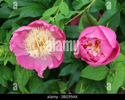 Gros plan de deux têtes de fleurs de Paeonia Lactiflora 'Bowl of Beauty', une pivoine frappante au début de l'été avec des fleurs en cuvette rose et jaune vives. Banque D'Images