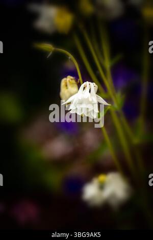 Belle Oenothera lindheimeri. Portrait naturel de plante fleurie en gros plan avec un fond doux. Authentique, bonne foi, fiable, authentique, séduisant, audacieux Banque D'Images