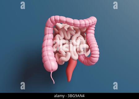 Modèle de gros et petit intestin sur fond bleu foncé. Illustration du concept de système digestif humain et de santé intestinale Banque D'Images
