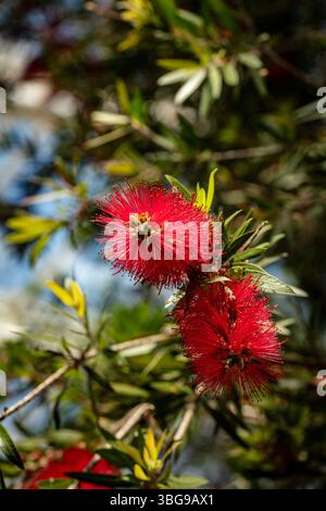 Portrait naturel de plante fleurie du vibrant (rouge) Callistemon 'Kings Park Special', biberon 'Kings Park Special'. Soyeux, audacieux Banque D'Images