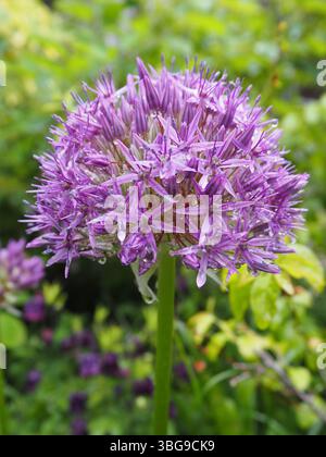 Vue de face de la fleur vibrante Allium hollandicum avec des gouttelettes d'eau. Macro florale calme et concentrée avec flou vert. Banque D'Images