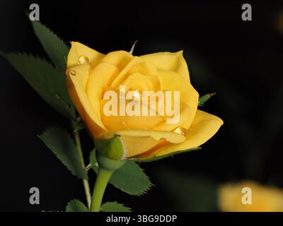 La photo montre une rose jaune avec des gouttelettes d'eau sur ses pétales. La fleur se distingue sur un fond noir, soulignant sa fraîcheur et son beau Banque D'Images