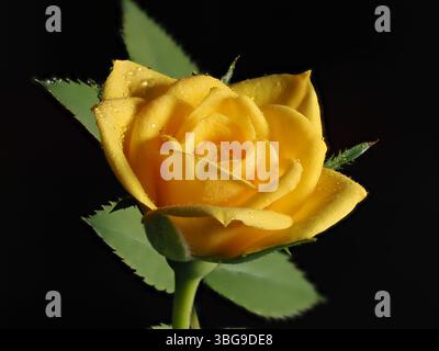 La photo montre une rose jaune avec des gouttelettes d'eau sur ses pétales. La fleur se distingue sur un fond noir, soulignant sa fraîcheur et son beau Banque D'Images