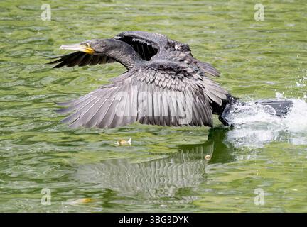 Grand cormorant, grand cormorant noir, grand cormorant, Kormoran, Phalacrocorax carbo, nagy kárókatona Banque D'Images