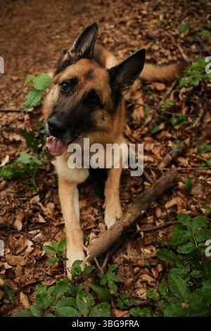 Un berger allemand repose sur un sol forestier couvert de feuilles sèches, inclinant sa tête de manière ludique. Randonnée avec animaux de compagnie concept. Mignon chien en plein air. Banque D'Images