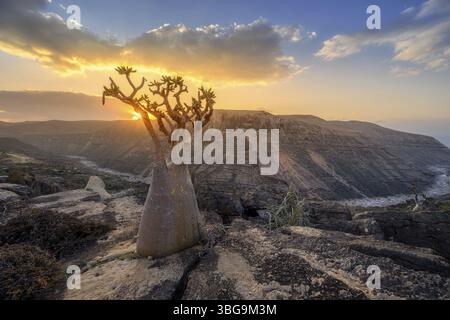 Lever de soleil sur la vallée rocheuse de Kalysan sur l'île de Socotra, Yémen, Asie Banque D'Images