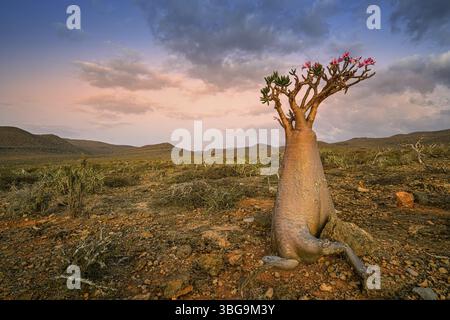 Lever de soleil sur la vallée rocheuse de Kalysan sur l'île de Socotra, Yémen, Asie Banque D'Images