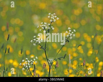 Fleurs d'ombellifer blanc sur de hautes tiges avec fond de fleurs de papillon jaune vif dans la prairie - Eden Valley, Cumbria, Angleterre, Royaume-Uni Banque D'Images