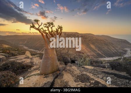 Lever de soleil sur la vallée rocheuse de Kalysan sur l'île de Socotra, Yémen, Asie Banque D'Images