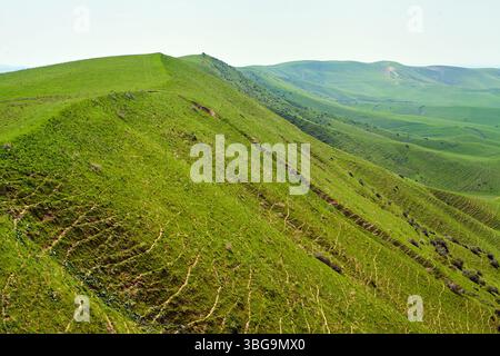 Collines verdoyantes doucement avec des sentiers visibles dans le paysage rural près du village de Champagne. Région de Tachkent, Ouzbékistan. Mai 2025 Banque D'Images
