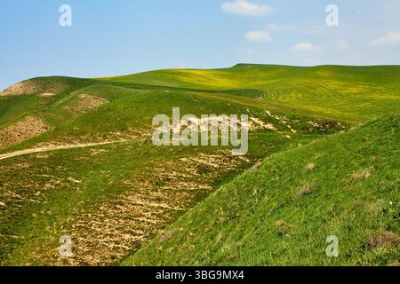 Collines verdoyantes doucement avec des sentiers visibles dans le paysage rural près du village de Champagne. Région de Tachkent, Ouzbékistan. Mai 2025 Banque D'Images