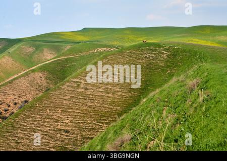 Collines verdoyantes doucement avec des sentiers visibles dans le paysage rural près du village de Champagne. Région de Tachkent, Ouzbékistan. Mai 2025 Banque D'Images