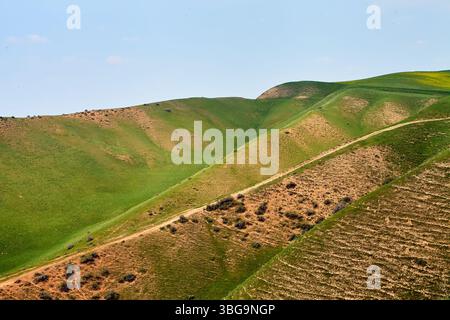 Collines verdoyantes doucement avec des sentiers visibles dans le paysage rural près du village de Champagne. Région de Tachkent, Ouzbékistan. Mai 2025 Banque D'Images